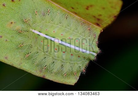 beautiful green Stinging Nettle Slug Caterpillar on a green leaf