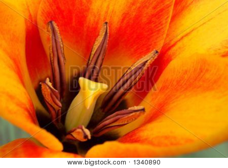  Orange Tulip
