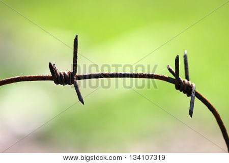 The tangle barb on a green natural background
