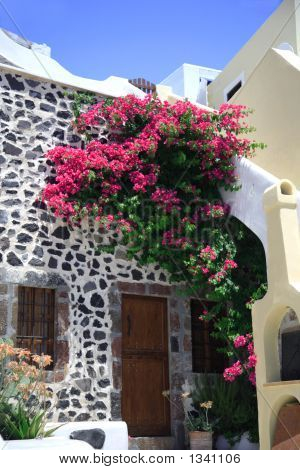  Bougainvillea Growing