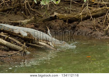 crocodile jumps over a wood in bandar seri begawan Brunei