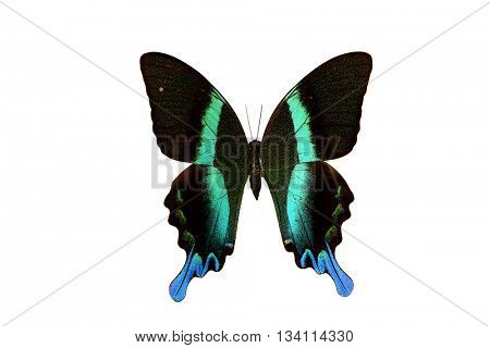Rare Butterfly Majestic Green Swallowtail (Papilio blumei) isolated on a white background