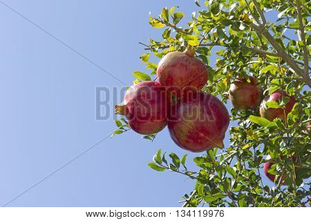 Pomegranates In Tree
