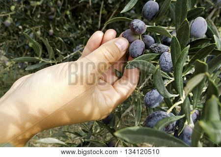 picking olives at the beautiful Greek Island Lesvos
