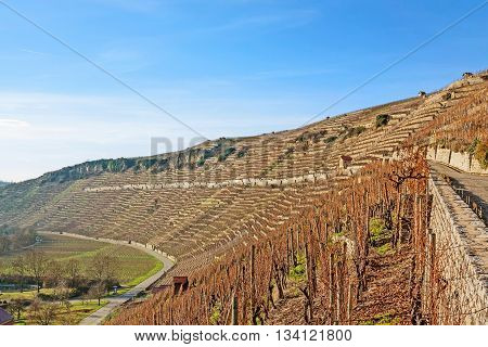 View over the vineyards (Hessigheimer Felsengaerten) - blue sky