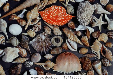 a lot of seashells on setout together with crab, asian served food