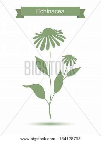 Echinacea plant with flowers silhouette. Vector illustration isolated on white