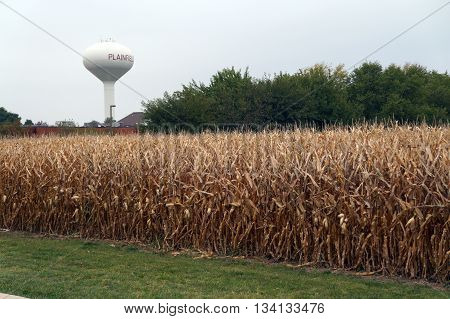 Corn in a cornfield, prior to harvest during October, in Plainfield, Illinois.