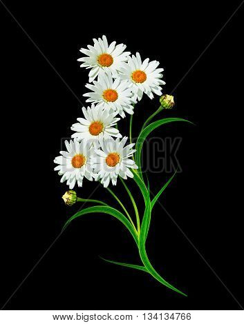 Daisy flower isolated on black background. chamomile