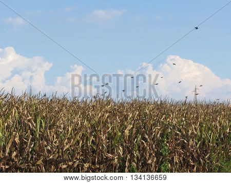 Cornfield ready for harvest and swallows flying on a blue sky in Tuscany Italy