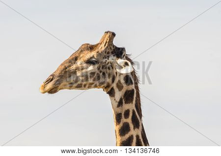 Giraffe in the Welgevonden Game Reserve in South Africa