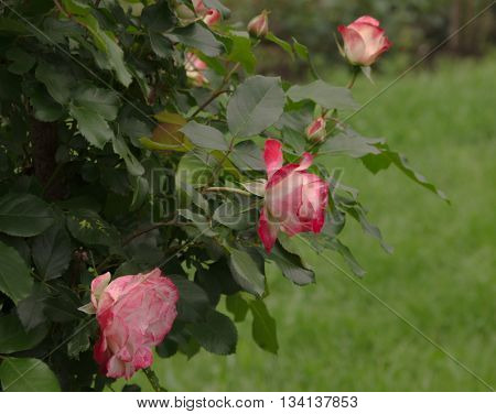 garden shrub roses flowers and leaves on a background of green grass