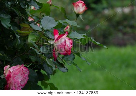 garden shrub roses flowers and leaves on a background of green grass