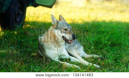 domesticated wolf dog resting relaxed on a meadow in shadow of caravan car