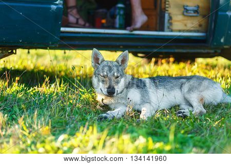 domesticated wolf dog resting relaxed on a meadow in shadow of caravan car. Czechoslovakian shepherd