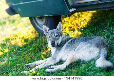domesticated wolf dog resting relaxed on a meadow in shadow of caravan car. Czechoslovakian shepherd. Eye contact