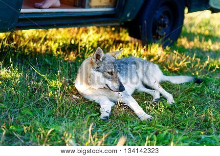domesticated wolf dog resting relaxed on a meadow in shadow of caravan car. Czechoslovakian shepherd