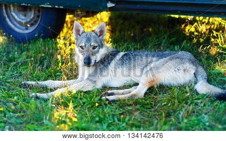 domesticated wolf dog resting relaxed on a meadow in shadow of caravan car. Czechoslovakian shepherd. Eye contact