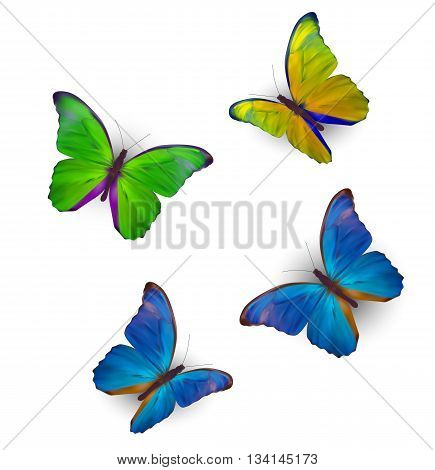 Butterfly Set Isolated on White Realistic Vector Illustration EPS10
