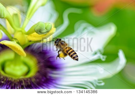 Bee are flying over the exotic beautiful flower of Passiflora Foetida or Wild Maracuja for nectar and pollen