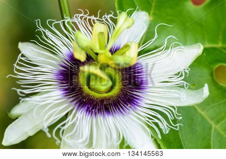 Exotic beautiful white and purple carpel flower of Passiflora Foetida or Wild Maracuja
