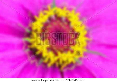 Blur macro shot beautiful exotic yellow carpel on pink petals of Zinnia Elegans For background colorful nature.