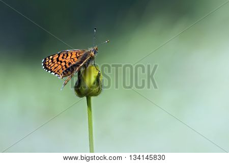 melitaea butterfly on bud buttercup colorful spring background