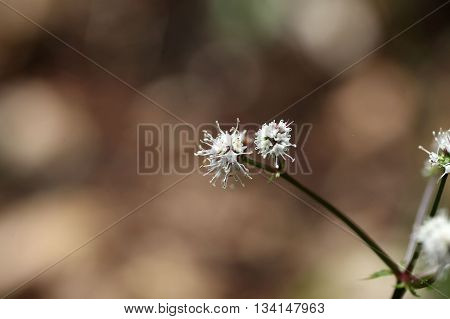 Flower of the wood sanicle (Sanicula europaea) a medical plant in Europe.