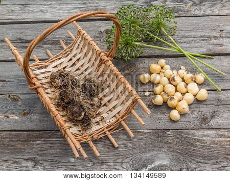 Bulbs Allium aflatunense in a basket and faded blossoms on a wooden background