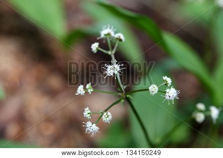 Flower of the wood sanicle (Sanicula europaea) a medical plant in Europe.
