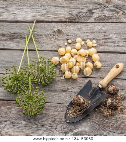 Bulbs Allium aflatunense garden shovel and faded blossoms on a wooden background