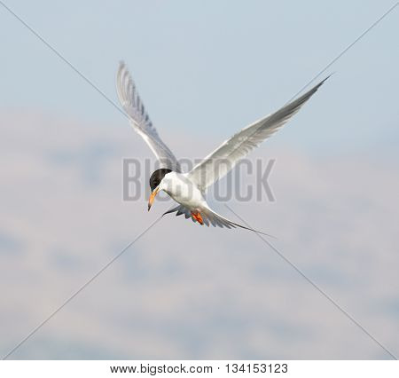 Forster's tern (Sterna forsteri) inflight, wings spread.