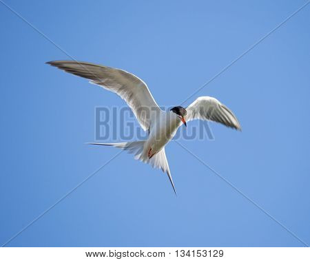 Forster's tern (Sterna forsteri) inflight, wings spread