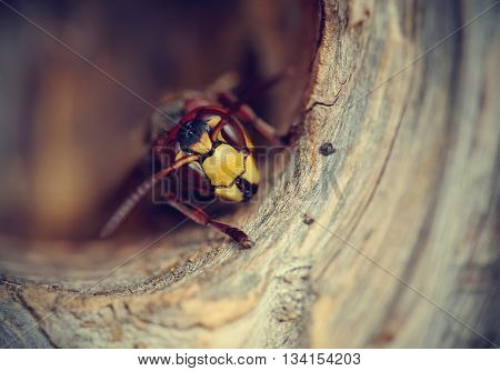 Portrait of a big wasp - a hornet about an entrance to a nest.