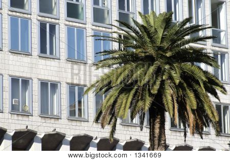 Bygning med Palm