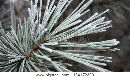 The branch of a pine with long needles covered with frost