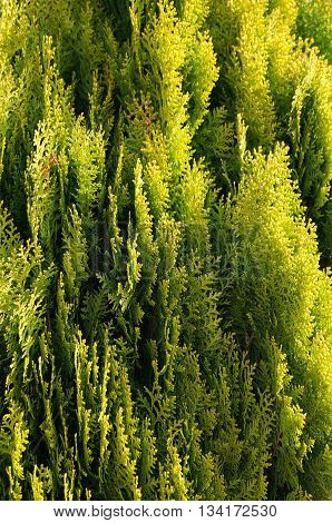 Arborvitae branches pale green in the sun