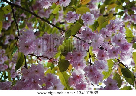 Sakura with lots of beautiful velvet pink flowers