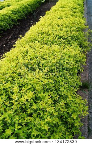 Decorative stunted shrubs with beautiful small bright green leaves on the flower bed in the park