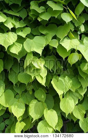 Large green lime tree leaves in sunlight