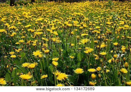 Large field of blooming yellow dandelions on a sunny summer day