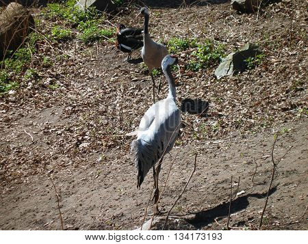 Crane walks in the zoo on a sunny day