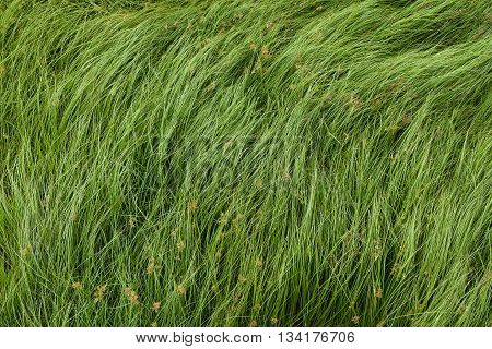 Cocograss close up beautiful green Nut grass pattern from garden