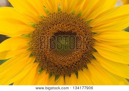 close up the beautyful yellow sunflower in garden