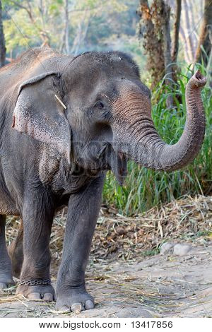 Éléphant thaïlandais dans la ferme