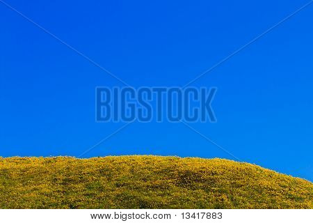 Champ de tournesol mexicain contre les mauvaises herbes sur la montagne avec un ciel bleu