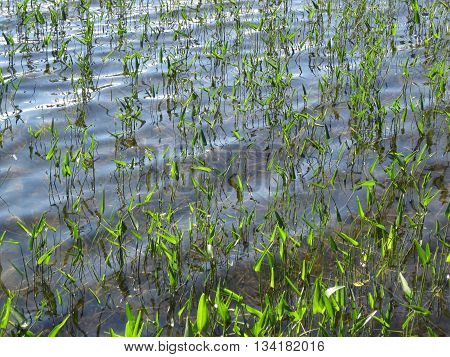 Aquatic grass in a ripply lake in Acadia