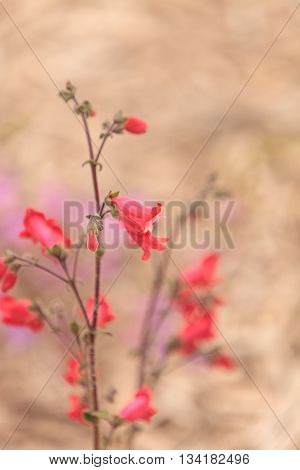 Bright pink desert penstemon flower, Penstemon pseudospectabilis, grows in a Southern California garden in spring.