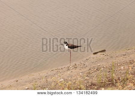 Black-necked stilt, Himantopus mexicanus, shore bird in spring, fishing in a marsh pond in Irvine, California, United States.