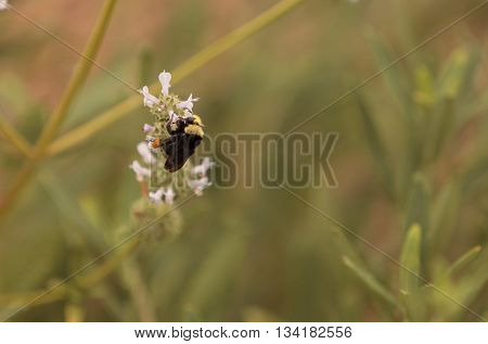 Black and yellow Western Bumble bee Bombus occidentalis gathers pollen in a Southern California garden in spring.